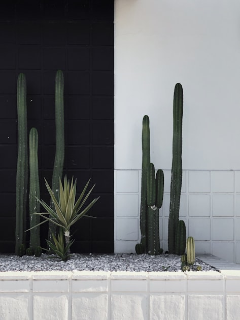 Cactus on the left is in front of a black wall and cactus on right in front of white wall